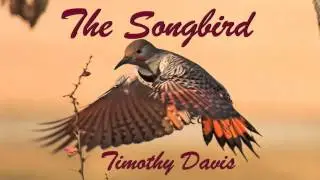 The Songbird - Timothy Davis