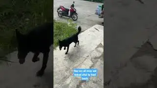 These street dogs in Thailand live on a pier and have one of the best views. There are 100+ of them