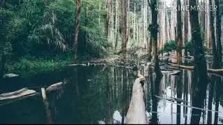 Amazon rain forest fire incident fact analysis...