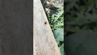 5 Spotted Lady Beetle