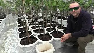 Fertilizing And Watering Fig Trees Indoor ( Fig Grow Room ) @backyardfigs