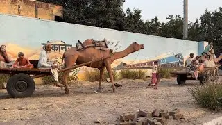 Cheapest stay near Bikaner railway station