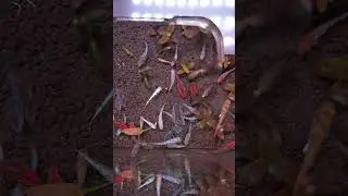 Rice Fish food frenzy #medaka #aquarium #fishkeeping #ponds