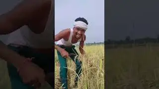 धान कटाई Tiktok viral video || Lucky Markam || halbi funny video