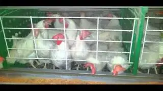 2011 08 12   Simul 4   Android   Slow   R18