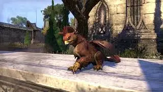 ESO Pet Showcase - Fledgling Gryphon
