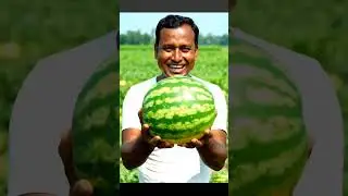 Huge Watermelon Farm. #agriculture #farming