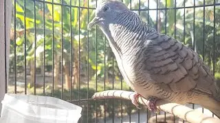 Perkutut Lokal Gacor AMPUH Untuk Pancingan Semua Burung Perkutut Agar Cepat Bunyi