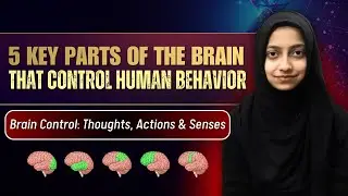 The 5 Most Important Parts of the Brain Explained | Mind Sciences | Ms. Labiqa Batool