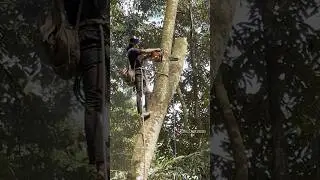 Skill man climbing and cutting down tree #shorts