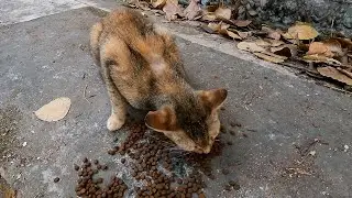 Many stray cat at here
