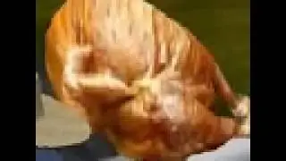 Franguinho