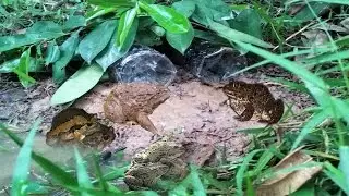 Two Amazing Plastic Bottles Catch Frogs In Cambodia/Amazing Khmer Catching Frog Use Plastic Bottle