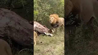 Sekelompok pemburu memburu seekor induk singa dan seekor anak singa. #viralvideo #shorts #trending