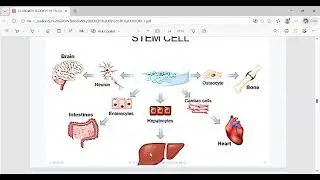 S.3 BIOLOGY LESSON 2: GROWTH AND DEVELOPMENT  || STEM CELL