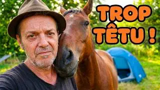 Camper avec des chevaux