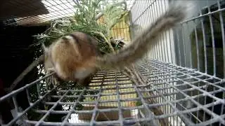 GoPro Video of Chipmunk in Care