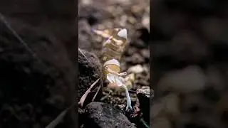 #shrimp #macro #underwater #scubadiving #nusapenida #bali #indonesia #diving #tauchen #nature