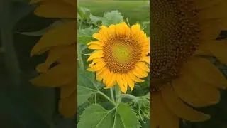 RUSSIAN MAMMOTH SUNFLOWERS #growitfromseeds #annualplant #georgeousflowers #plantlife #shorts