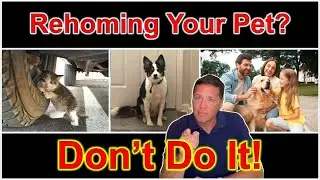 A Pet Is for Life &mdash; Why Rehoming Your Pets Is Wrong  |  Dadogram 44