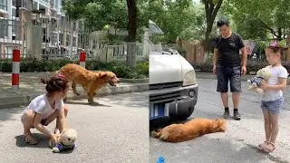 Smart Dog Saves People😍🐶  Dogs are Friends, Not Animals  #12