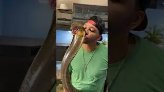 Giving My King Cobra LOVE! #cobra #snake #reptile #animal