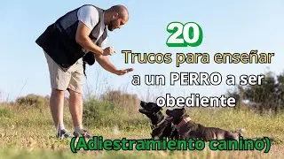 🐶 20 Trucos para Ense&ntilde;ar a un Perro a ser Obediente | Adiestramiento Canino 🦴