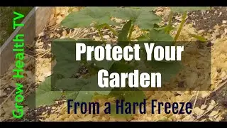 How to Protect Your Garden from Freeze Damage by Grow Health TV