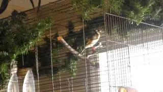 Mule and Siberian Goldfinch Singing!!