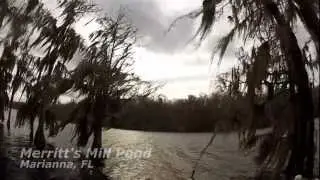 Jackson Blue Spring