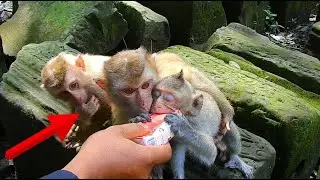 Short tail and long tail-monkey gate milk look so funny