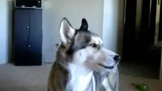 Husky hates cats!