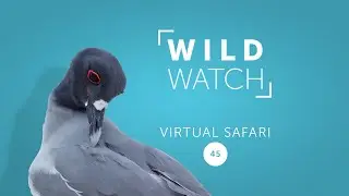 Galapagos Exploring - Day 6 | WILDwatch virtual safari 45