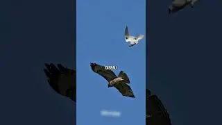 Top 4 oiseaux les plus rapides du monde ! 😱