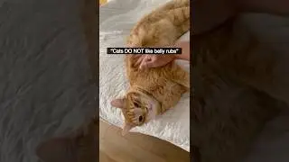 Do Cats Like Belly Rubs? #didyouknow #catshorts