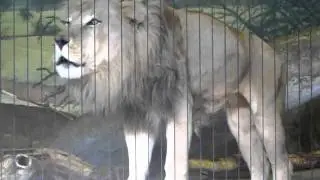 King of the Jungle Roars at Lincoln Park Zoo
