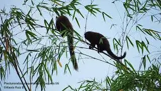 Macaco/Mico Bonito del Caqueta/Plecturocebus caquetensis/Caqueta titi. Piamonte, Cauca Colombia.