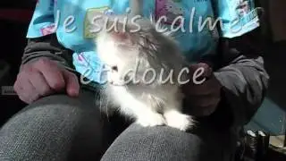 Chat Angora