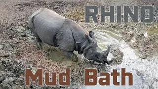 Rhino Mud Bath