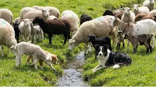 Beautiful sheep by the stream with a cute dog - Sheep sounds - Videos of sheep and goats
