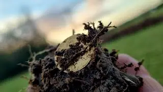 Detecting on a field with lots of George III coins @MinelabDetecting