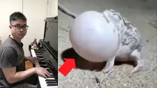 Frog sings an Amazing Perfect Cadence with Piano