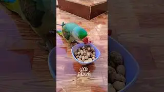 mittu 🥰😍 #babybird #talkingparot #birds #parrot #pets #mitthu #viral