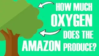 HOW MUCH OXYGEN DOES THE AMAZON PRODUCE?