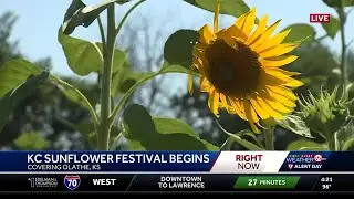 KC Sunflower Festival begins in Olathe, Kansas