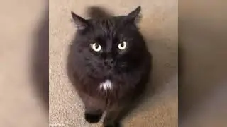 Max the angry cat