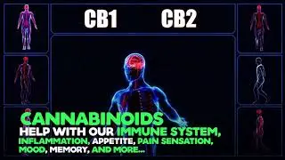 Endo-Cannabinoid Deficiency
