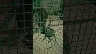 world smallest monkey #monkey #wildlife #life #zoo #smallmonkey #smallestmonkey #india #trend
