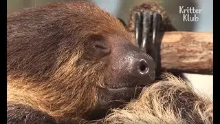 Sloth Gives Birth | Kritter Klub