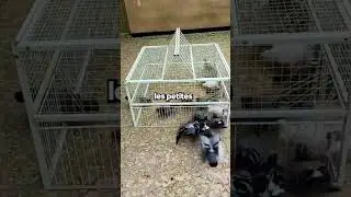 Ce Pi&egrave;ge Emp&ecirc;che L'oiseau De S'&eacute;chapper